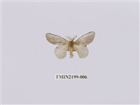 藏品(中灰舟蛾)的圖片